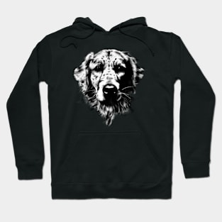 Golden Retriever Dog in black Hoodie